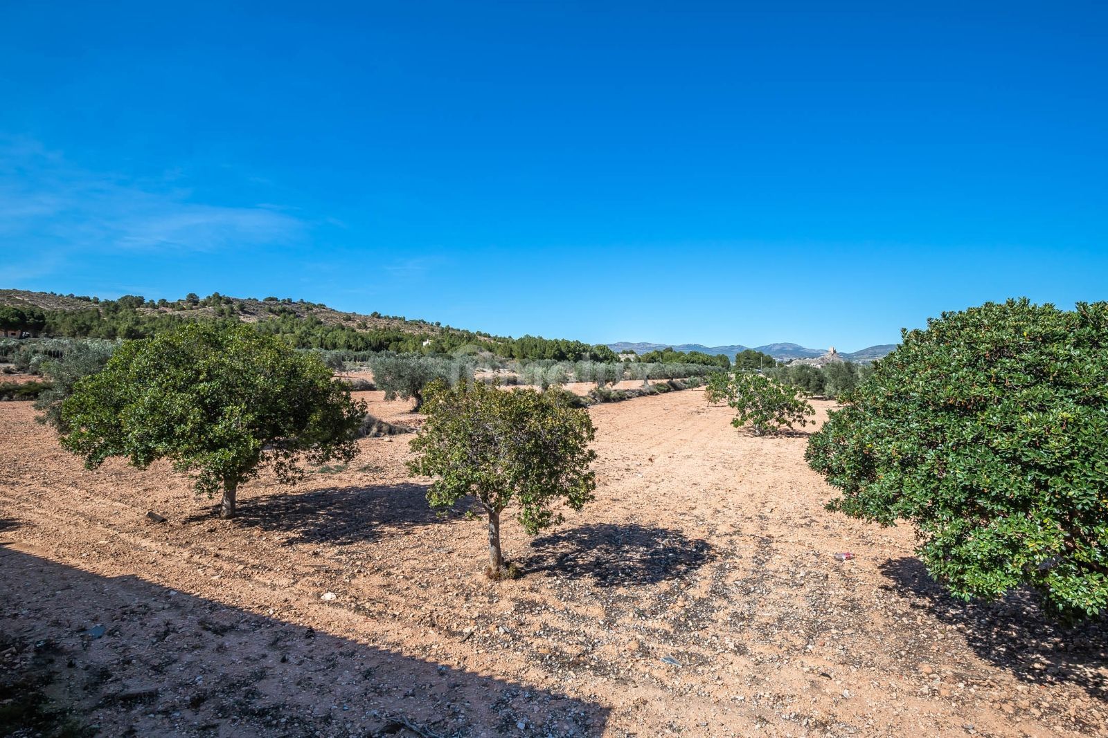Finca